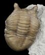 D, Asaphus Punctatus Trilobite - Russia #31298-1